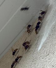 Stop Frelons image 16