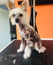 Nany'Dog Toilettage image 19