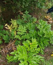 Enviro Pest Control GmbH Bild 1