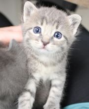 Aspen Creek Veterinary Clinic image 13