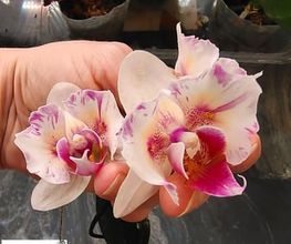 MyOrchids.shop Bild 7