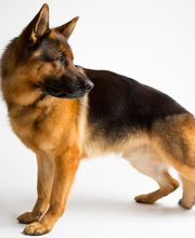 Antonio Rita Educateur et Comportementaliste canin image 1