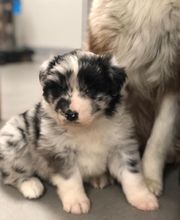 Elevage Kimy's Valey image 3