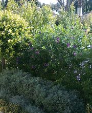 INDIGO JARDINES imagen 12