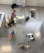 Westwood Regional Veterinary Hospital image 12