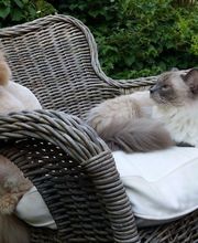 Kleintierpraxis 54 Bild 13