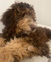 Mutt Hut Pet Grooming image 17