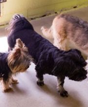 Tierferienheim Fahrhubel GmbH Bild 2