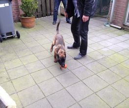 Angst voor honden verminderen