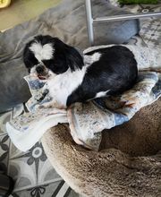 Institut Canin image 2