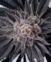 Maple Valley Pharms image 1