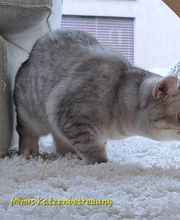 Mimis Katzenbetreuung Bild 2