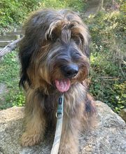 marionsalltagshunde mobile Hundetrainerin Bild 5