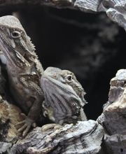 Kleintierpraxis Zur alten Mühle Bild 6