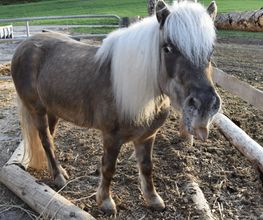 Wagis Farm - Hofladen Bild 11