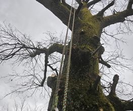 Siele Gartenpflege