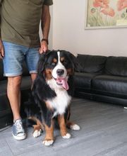 Paula Toutou Mobile image 6