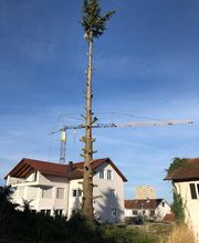 Rama - Baumfällung & Garten- und Landschaftsbau Ditzingen Bild 13
