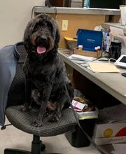 Heritage Veterinary Care image 1