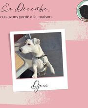 Equi'Canis Comportement image 2