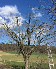 Pfister Obstbaum- und Gartenpflege Bild 5