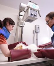 Family Pet Clinic Southampton image 6