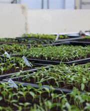 Gärtnerei Schlegel Hinterholz Bild 3