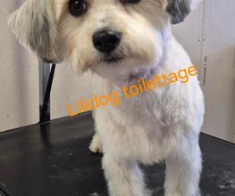 Lili Dog image 7