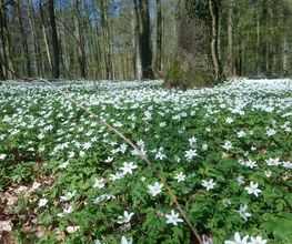 FriedWald Buxtehude Bild 5