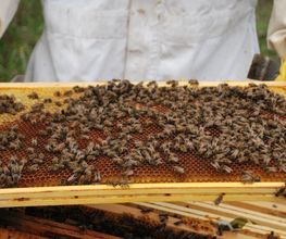 L'Abeille des Sources image 2