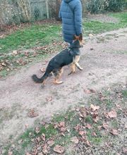 Antonio Rita Educateur et Comportementaliste canin image 8