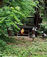 CENTRE SHENYU image 19