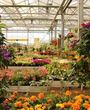 Pirig Gartencenter Bild 13