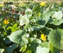 FriedWald Buxtehude Bild 15