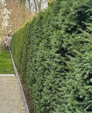 Daily Gartenpflege Bild 9