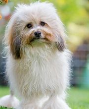 Hundesalon Wizzi Bild 1