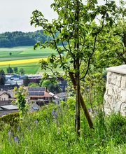 Schneebeli Blumen & Garten Bild 13