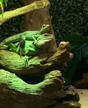 Reptiland image 14