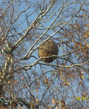 Appel Anti Nuisible image 2