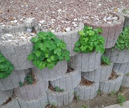 Pflanzsteine und Trockenmauer