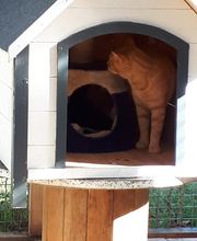 L'arche de Corinne image 11