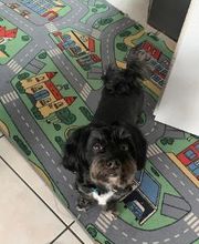 Hundebetreuung Oldies but Goldies Bild 10