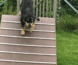 Küstenwolf Hundetraining Kiel Bild 12