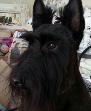 Le Salon des Stars image 15