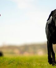 Wald & Hund - Hundetraining