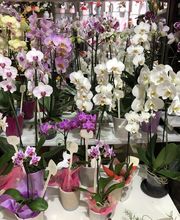 Floral'Is E.I. image 7