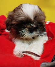 Manusset Sylvie image 8