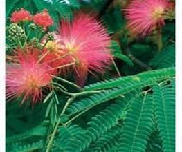 Albizzia image 1