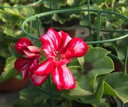 HORTIFLOR image 1