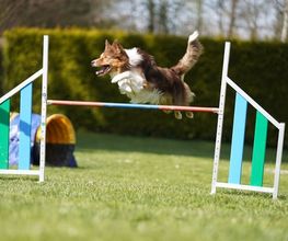Dogs Adventure GmbH Bild 3